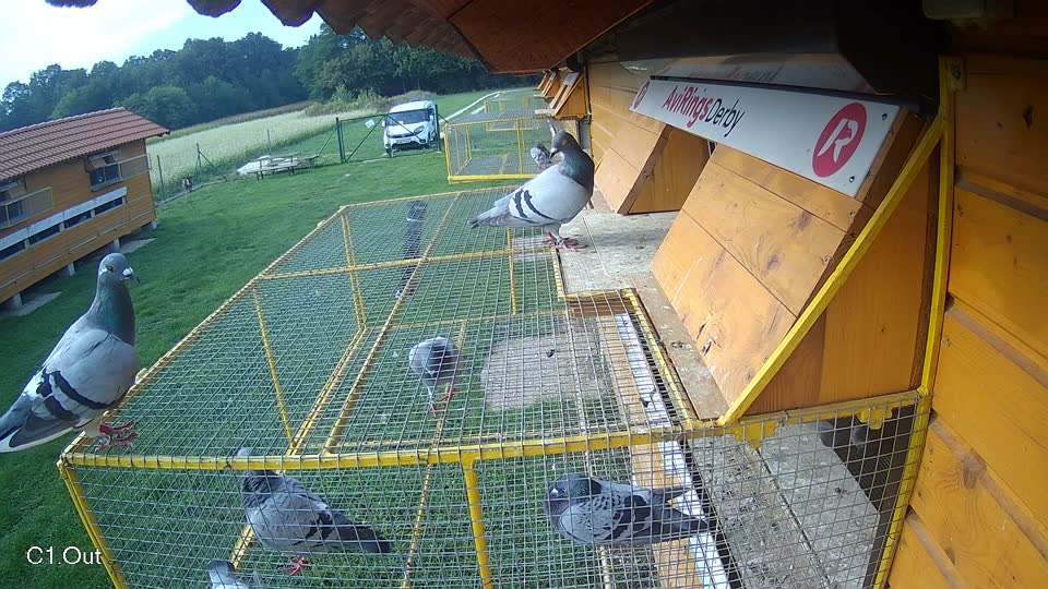 Pigeon Arrival Image For Race Final race 1
