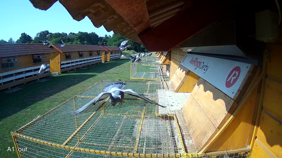 Pigeon Arrival Image For Race Race 1