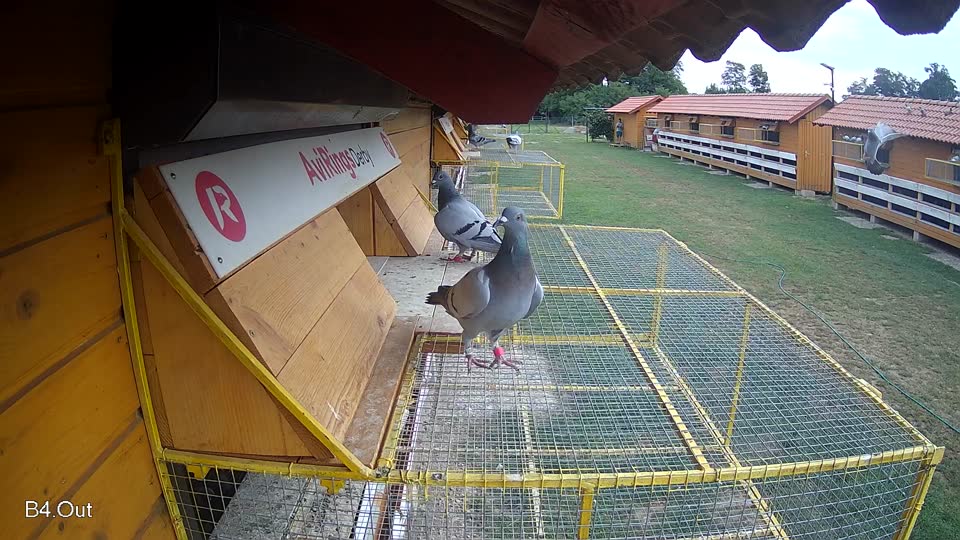 Pigeon Arrival Image For Race Race 3