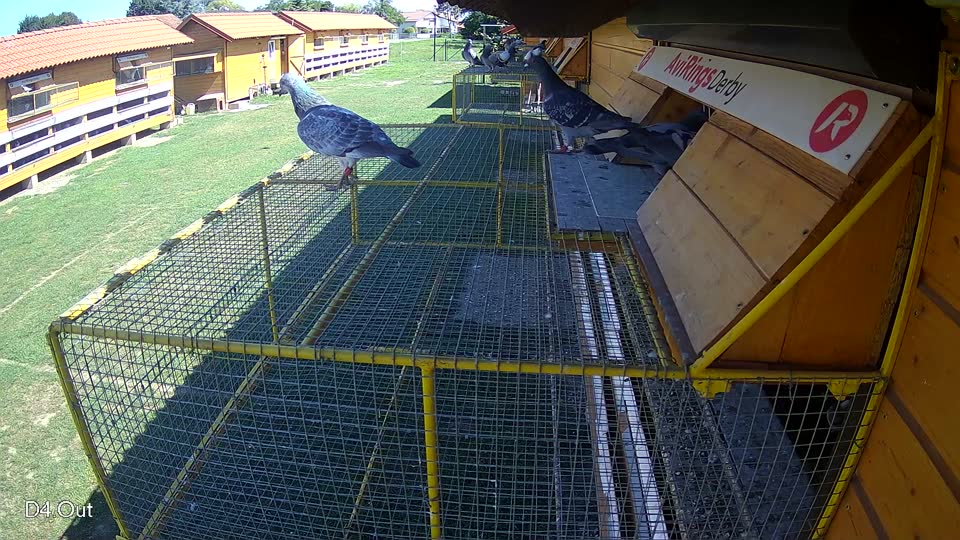 Pigeon Arrival Image For Race Race 2