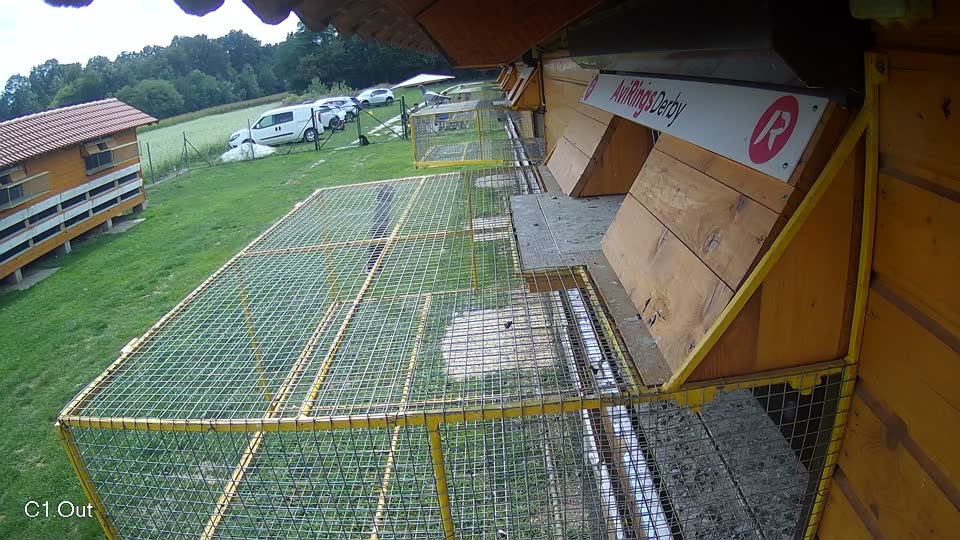 Pigeon Arrival Image For Race Race 6