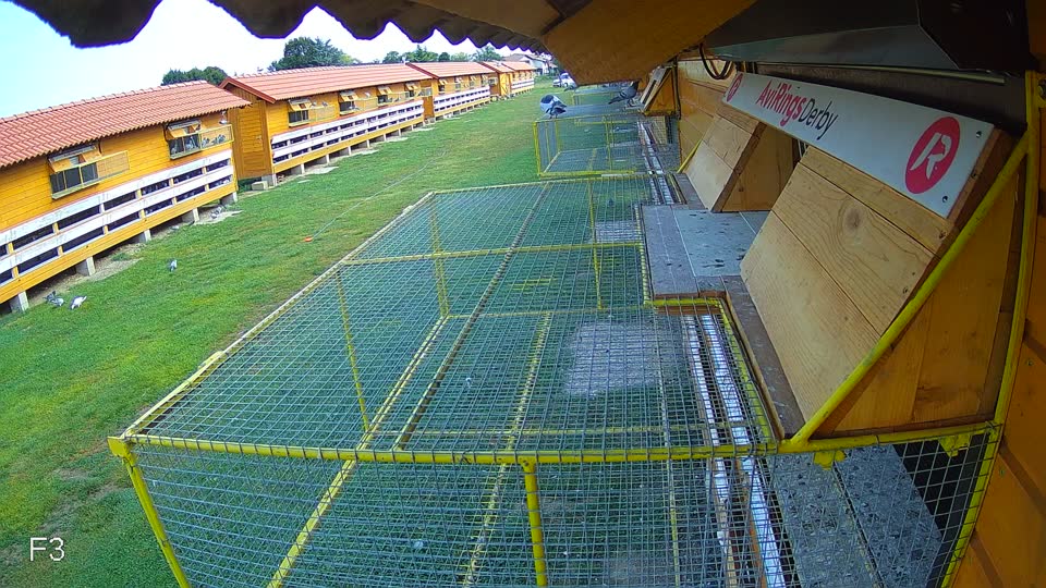 Pigeon Arrival Image For Race Race 4