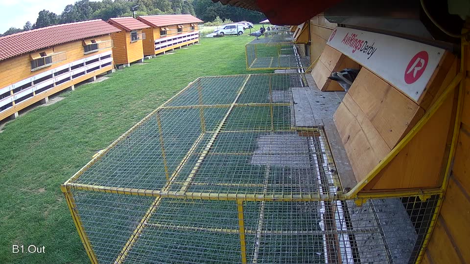Pigeon Arrival Image For Race Final race 1