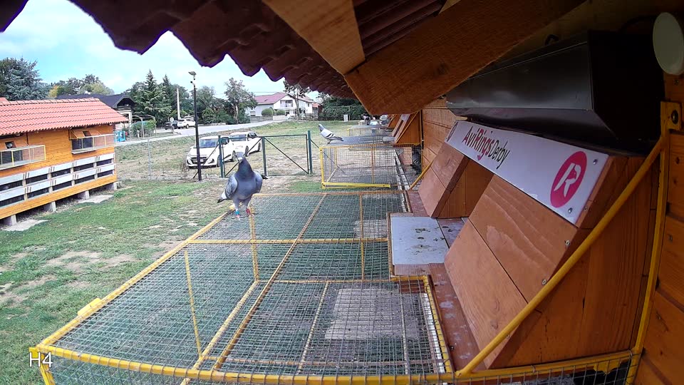 Pigeon Arrival Image For Race Race 4