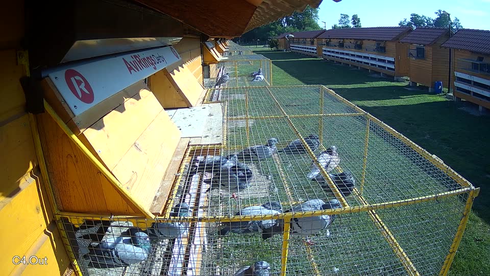 Pigeon Arrival Image For Race Race 5