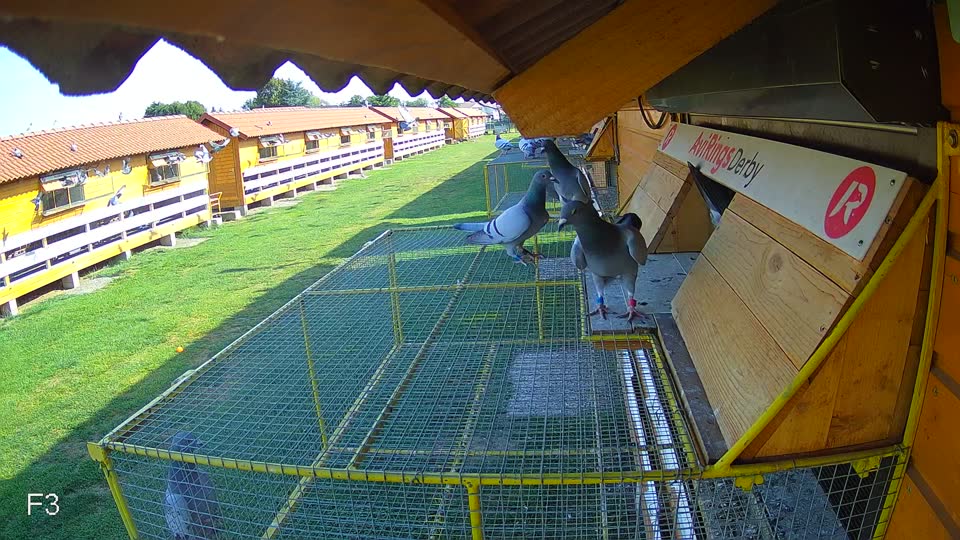 Pigeon Arrival Image For Race Race 1