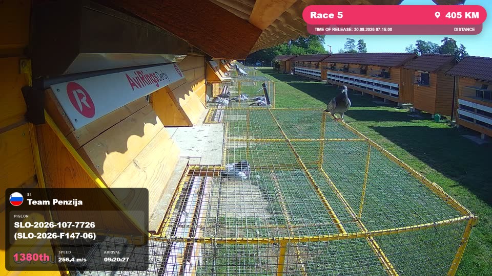 Pigeon Arrival Image For Race Race 5