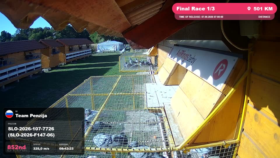 Pigeon Arrival Image For Race Final Race 1/3