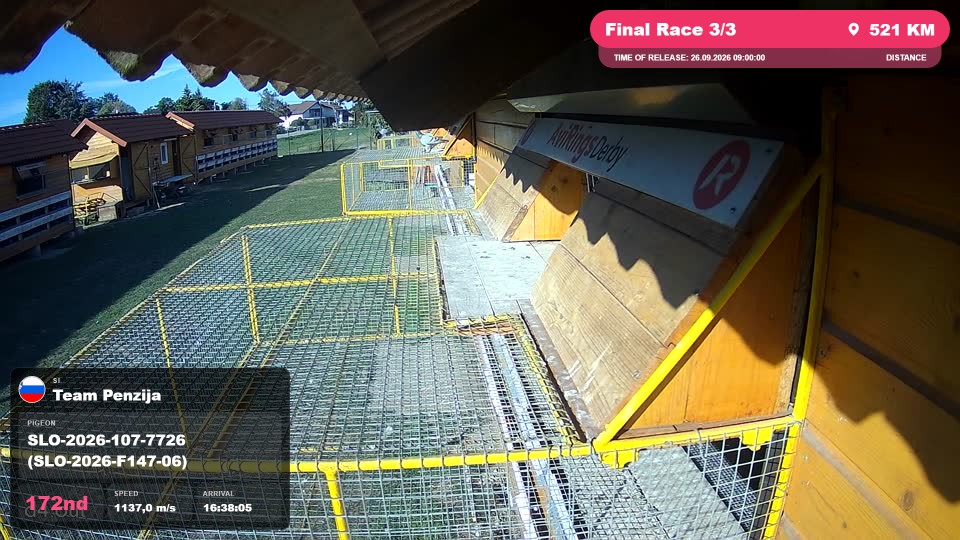 Pigeon Arrival Image For Race Final Race 3/3