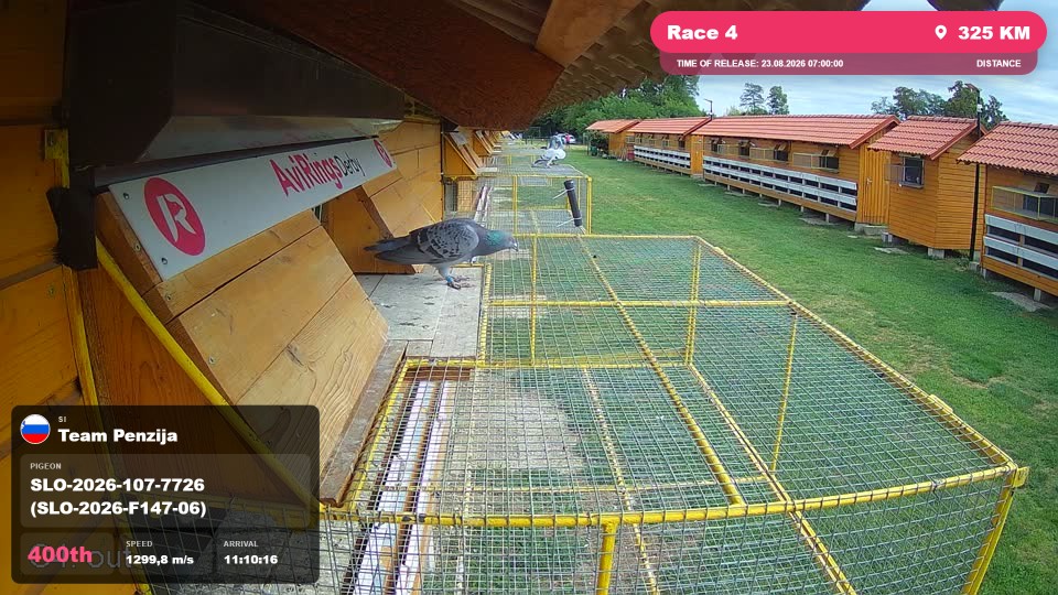 Pigeon Arrival Image For Race Race 4
