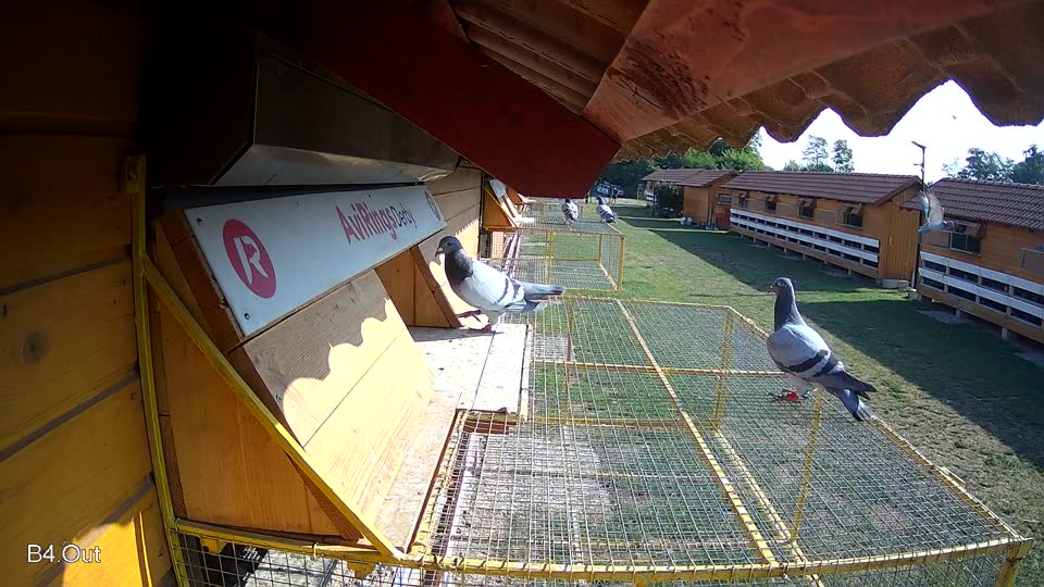 Pigeon Arrival Image For Race Race 1
