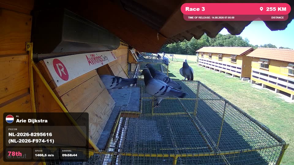 Pigeon Arrival Image For Race Race 3