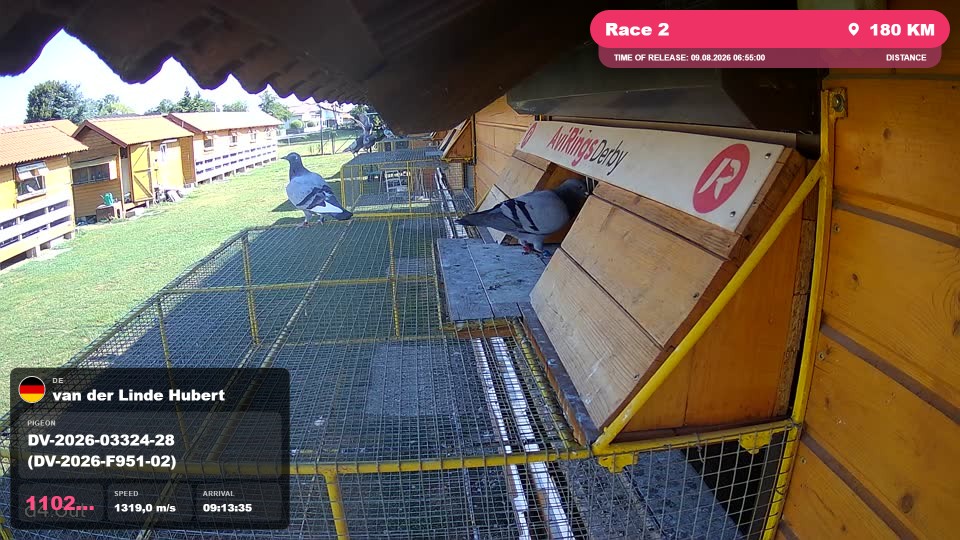 Pigeon Arrival Image For Race Race 2