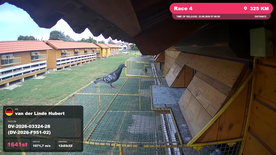 Pigeon Arrival Image For Race Race 4
