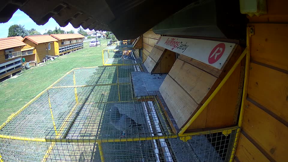 Pigeon Arrival Image For Race Race 4