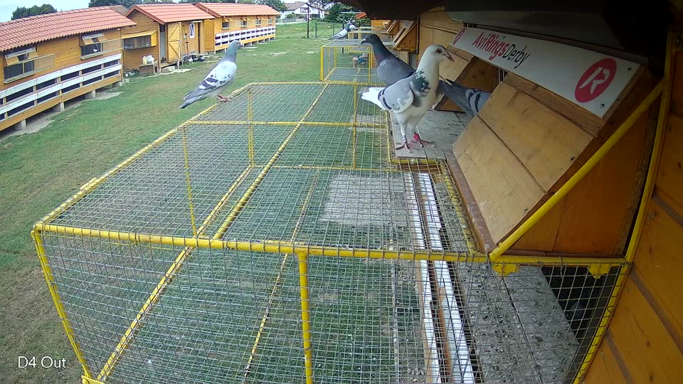 Pigeon Arrival Image For Race Race 3