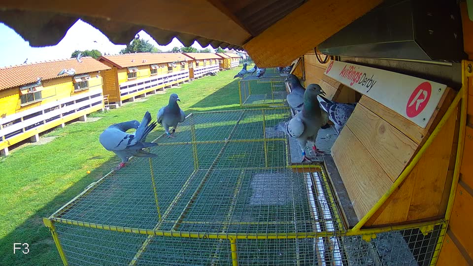 Pigeon Arrival Image For Race Race 1