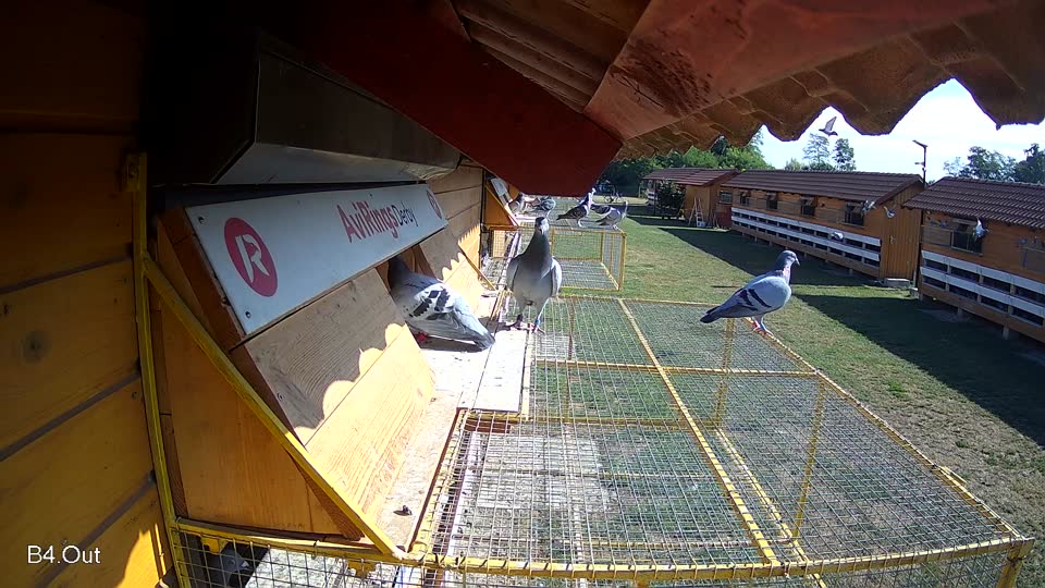 Pigeon Arrival Image For Race Race 2