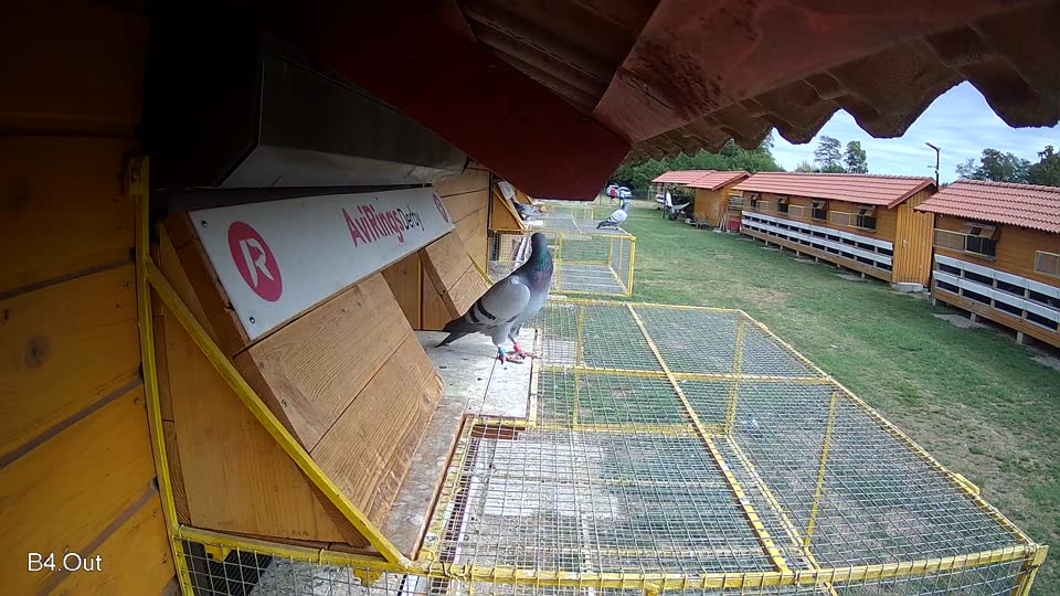 Pigeon Arrival Image For Race Race 4