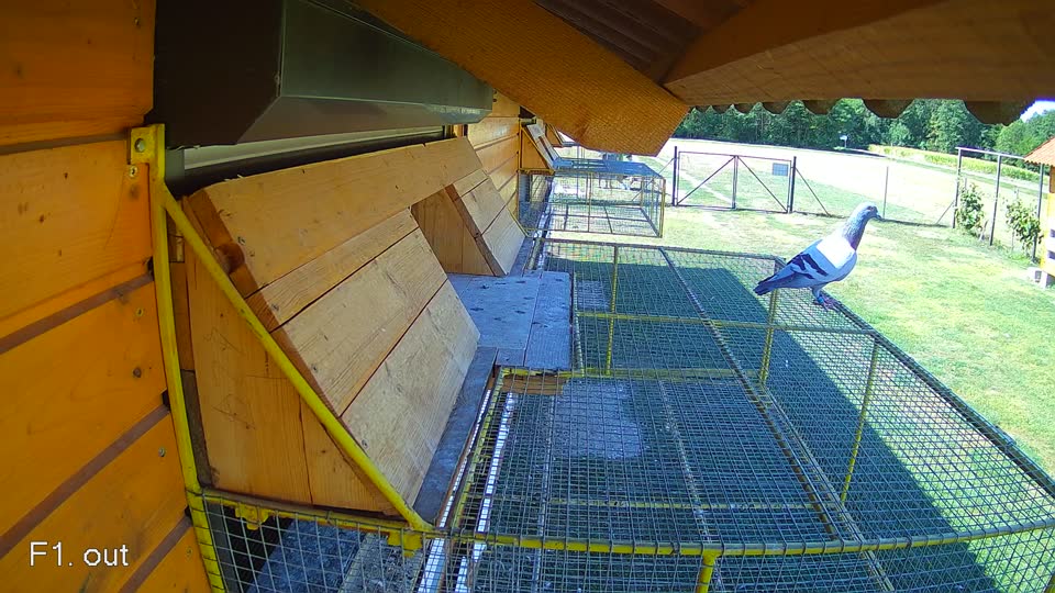 Pigeon Arrival Image For Race Race 3
