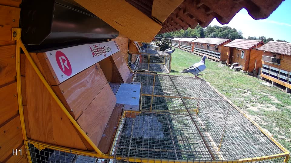 Pigeon Arrival Image For Race Race 4