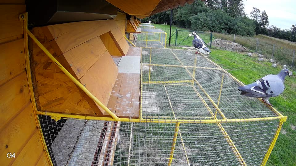 Pigeon Arrival Image For Race Final race 3