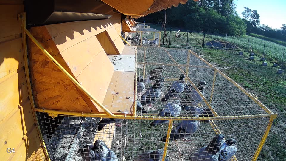 Pigeon Arrival Image For Race Race 5