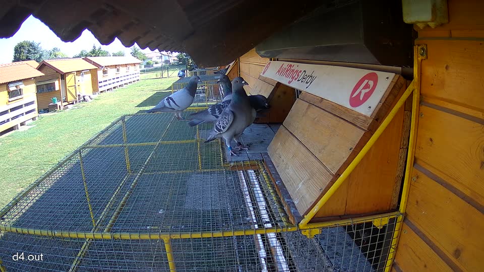 Pigeon Arrival Image For Race Race 2