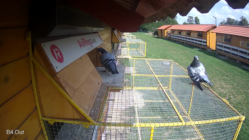 Pigeon Arrival Image For Race Race 6