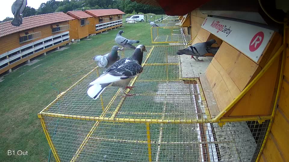 Pigeon Arrival Image For Race Race 3