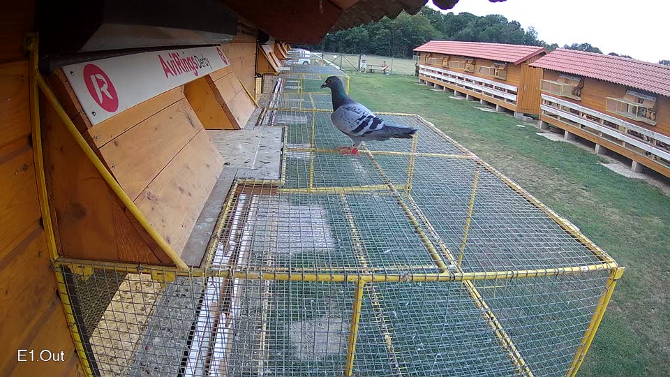 Pigeon Arrival Image For Race Race 4