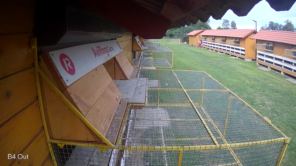 Pigeon Arrival Image For Race Final race 3