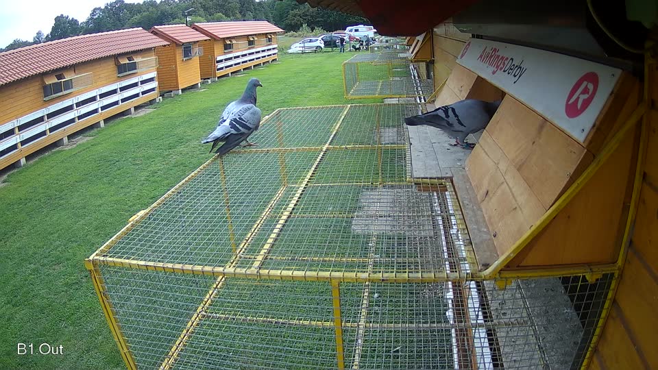 Pigeon Arrival Image For Race Final race 2