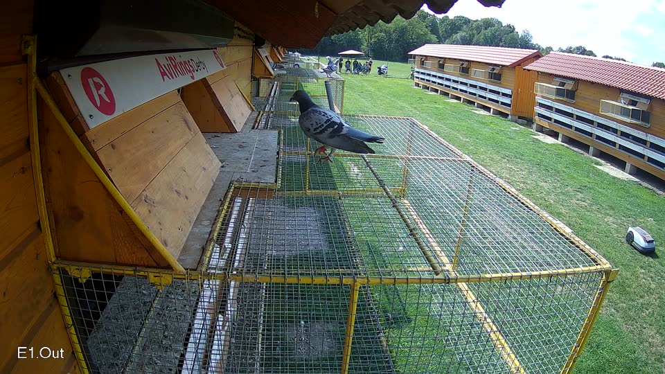 Pigeon Arrival Image For Race Race 6