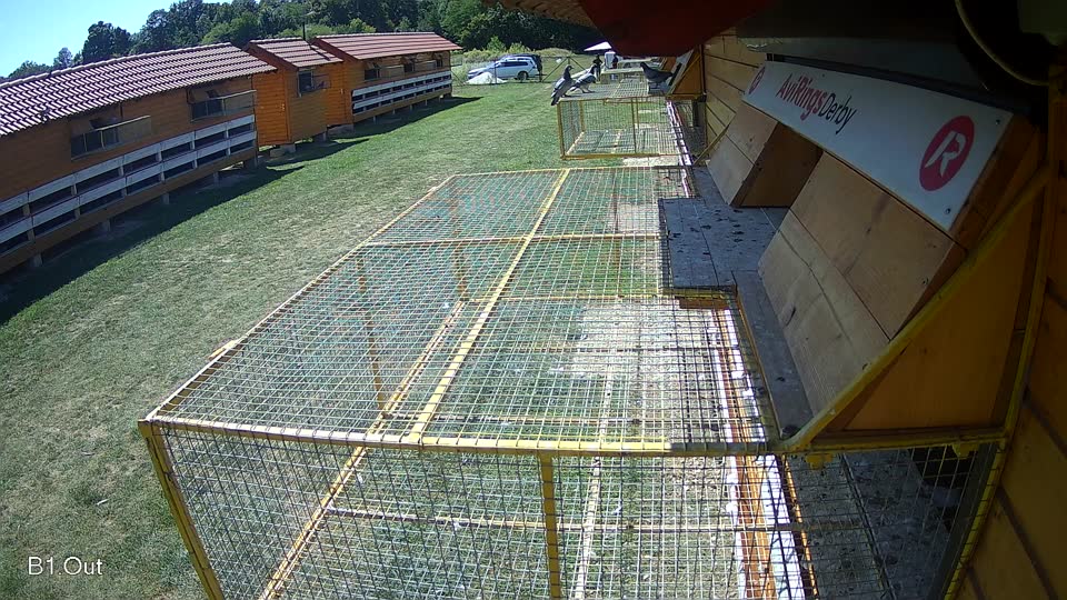 Pigeon Arrival Image For Race Race 5