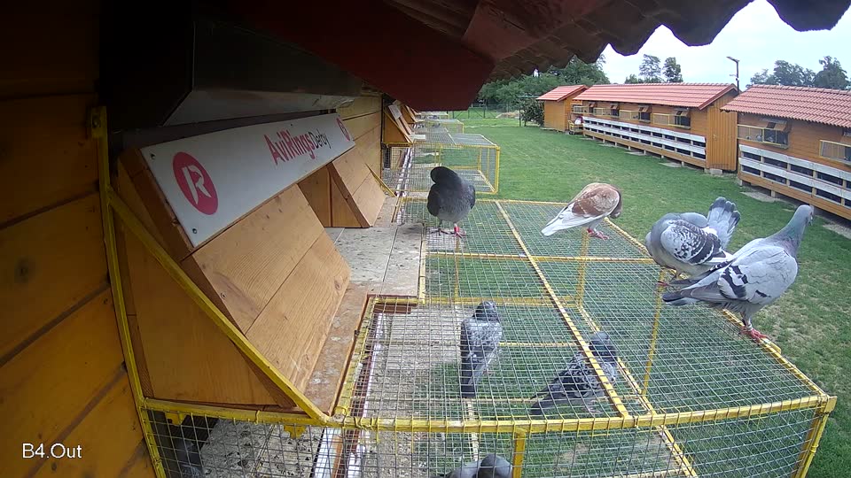 Pigeon Arrival Image For Race Race 6