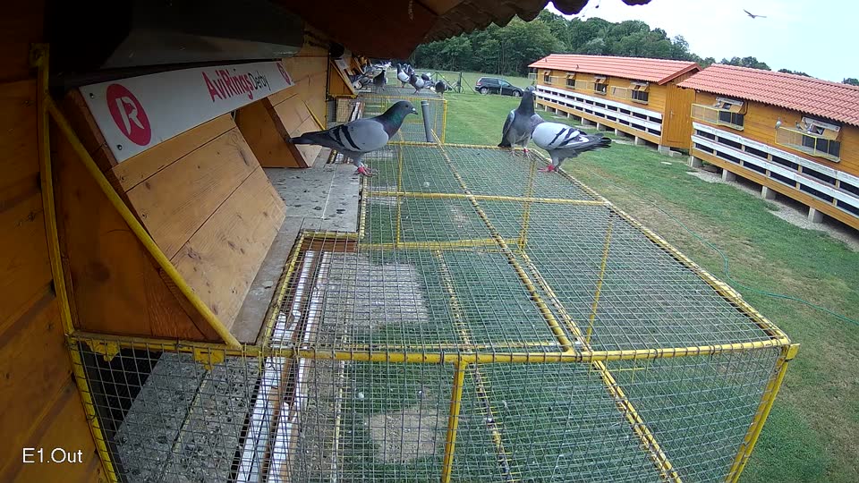 Pigeon Arrival Image For Race Race 3