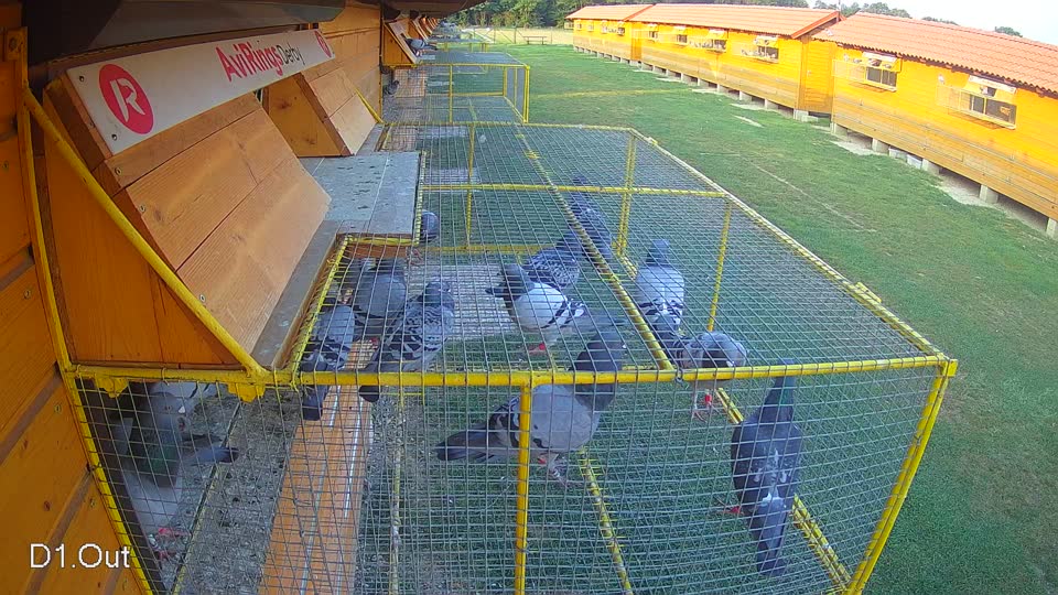 Pigeon Arrival Image For Race Race 4