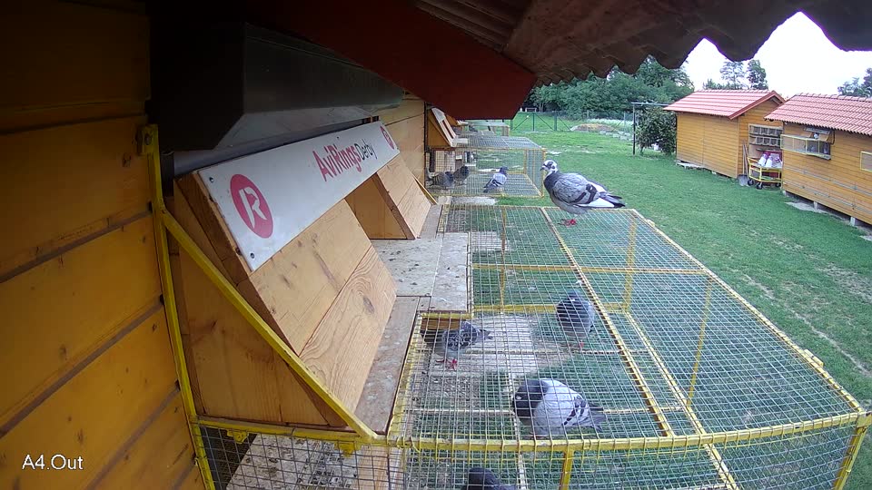 Pigeon Arrival Image For Race Race 6
