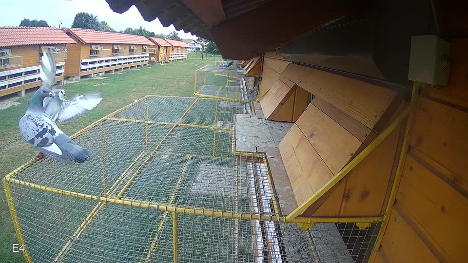 Pigeon Arrival Image For Race Race 3
