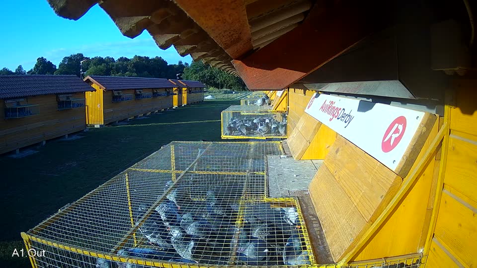 Pigeon Arrival Image For Race Race 4