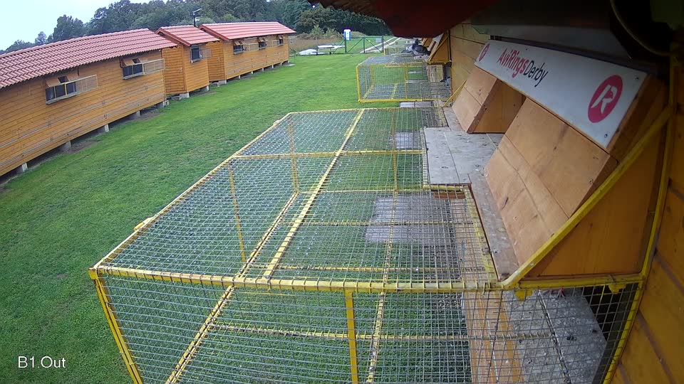 Pigeon Arrival Image For Race Final race 3