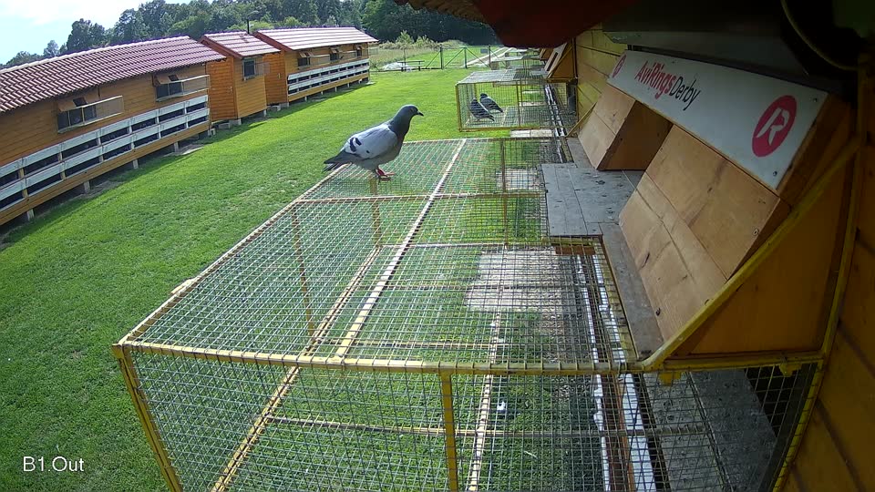 Pigeon Arrival Image For Race Final race 2