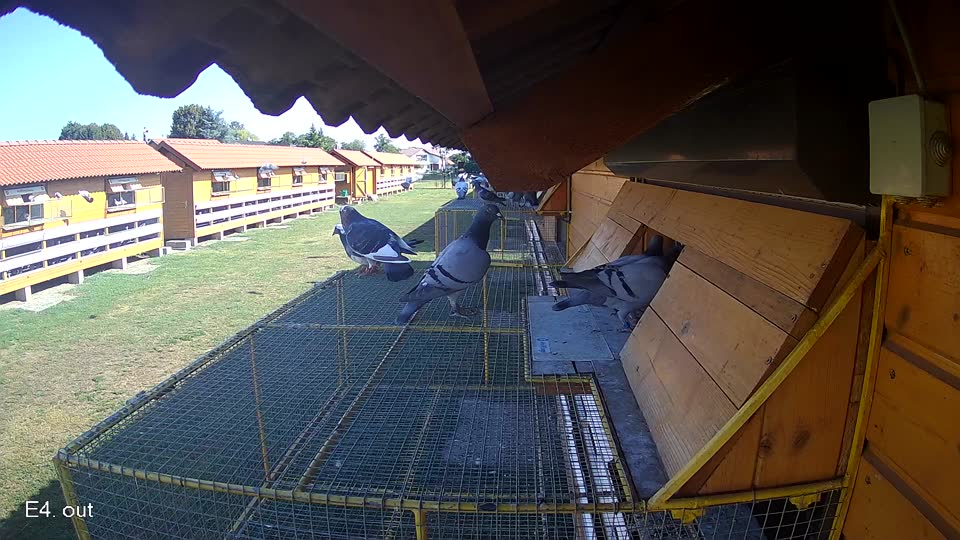 Pigeon Arrival Image For Race Race 2