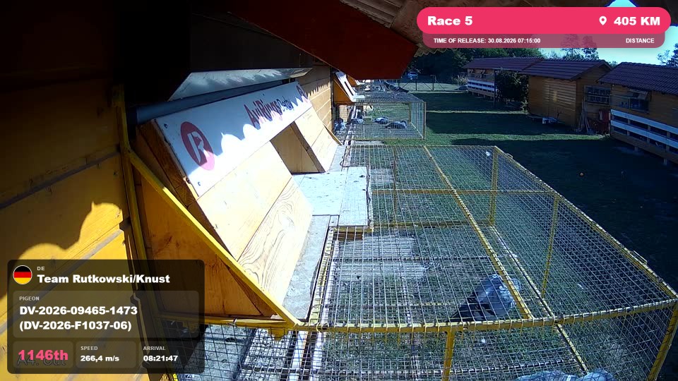 Pigeon Arrival Image For Race Race 5
