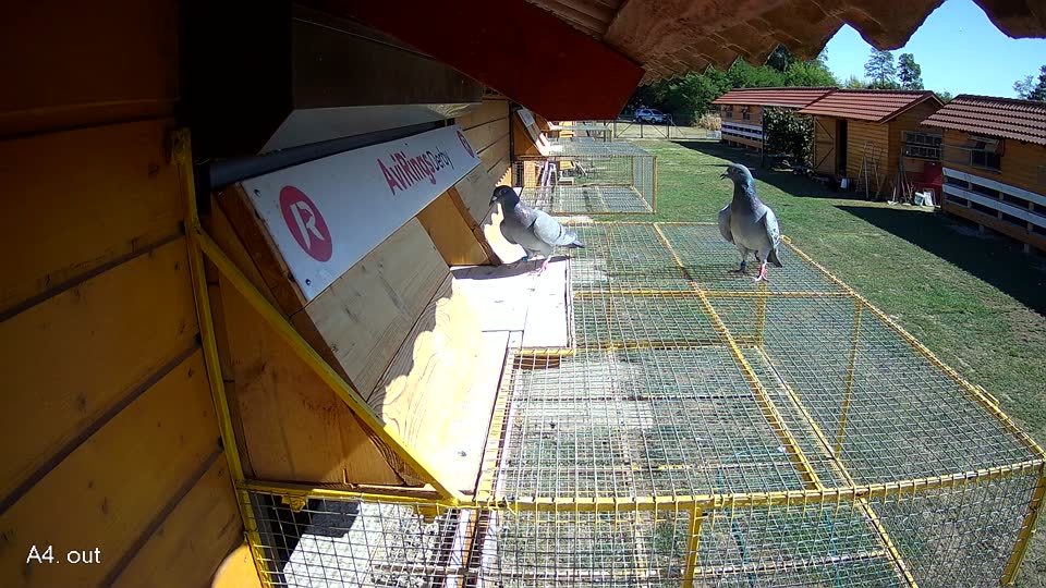 Pigeon Arrival Image For Race Race 3