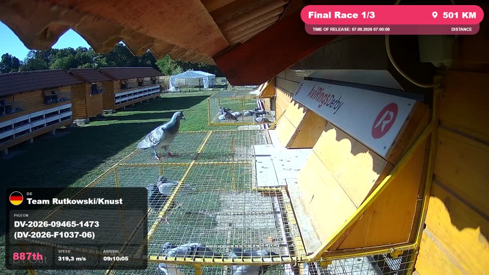 Pigeon Arrival Image For Race Final Race 1/3