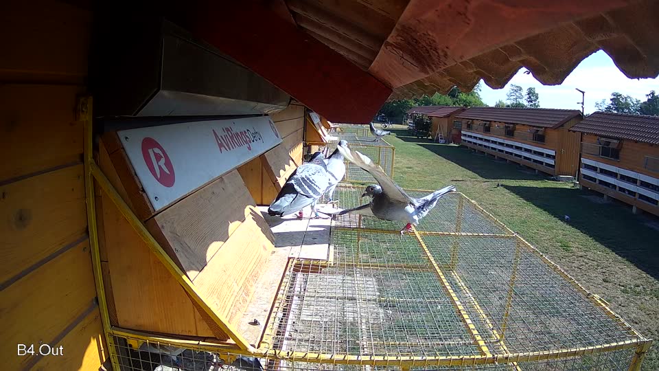 Pigeon Arrival Image For Race Race 2