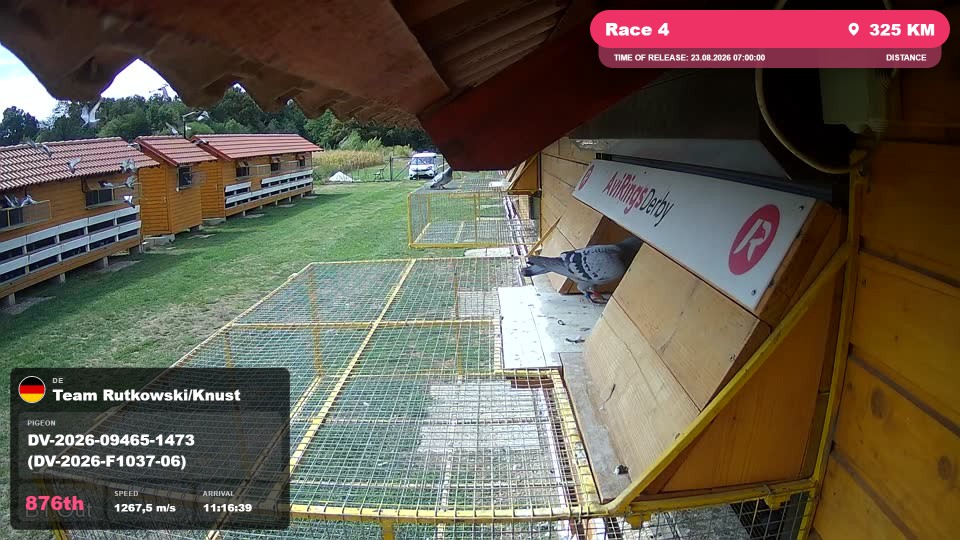 Pigeon Arrival Image For Race Race 4