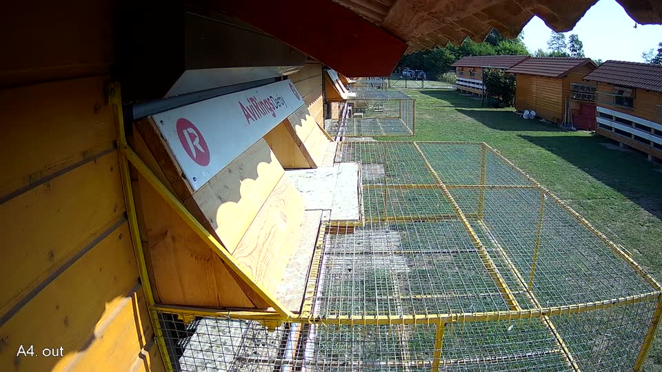 Pigeon Arrival Image For Race Race 1